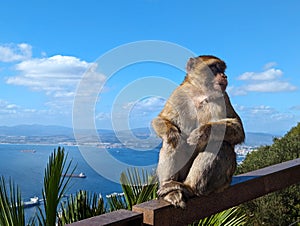 The Gibraltar Barbary Macaques
